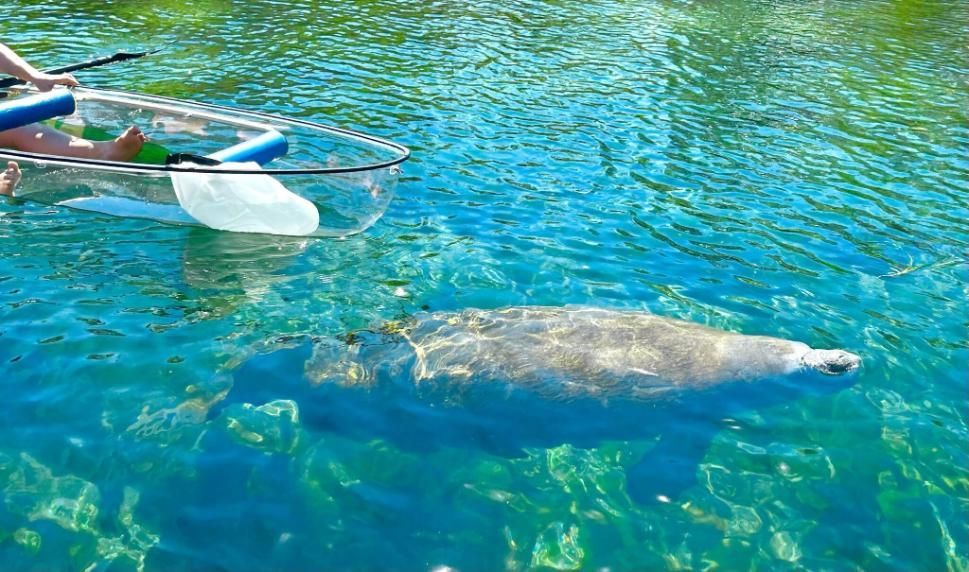 Manatee swims near a clear kayak in clear, turquoise water.