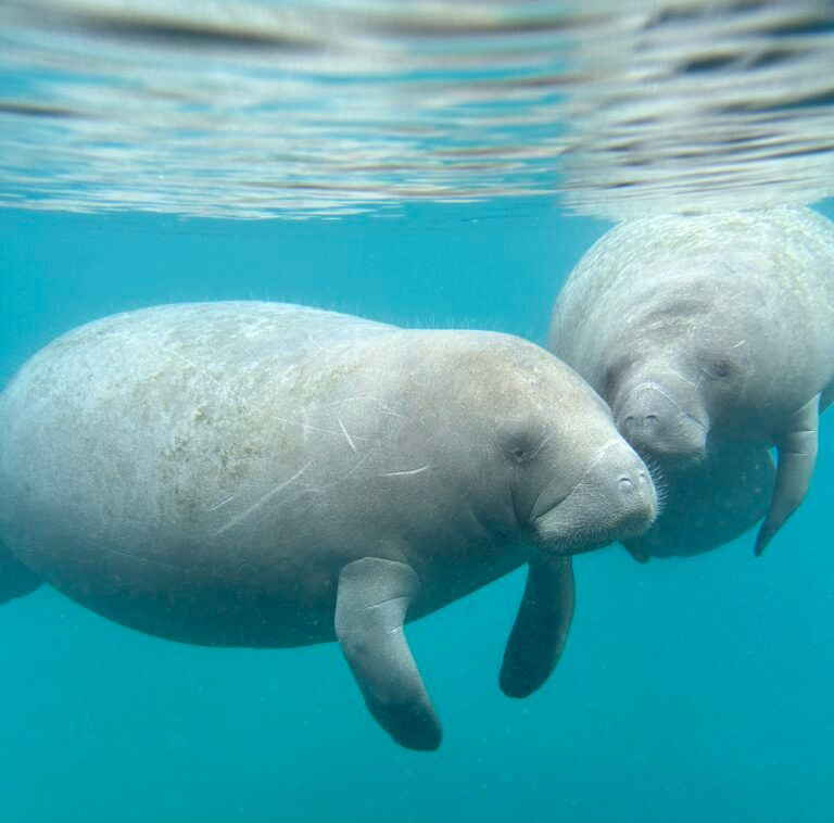 Two manatees swim underwater in clear, blue water.