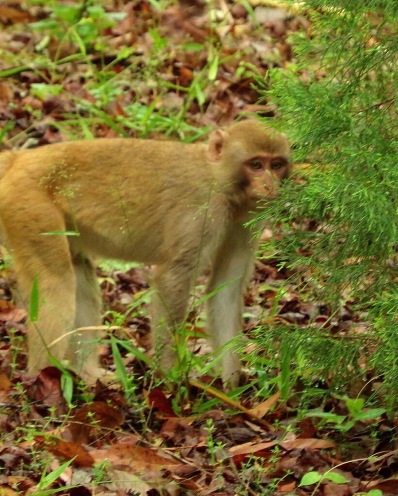 Monkey standing near a bush, looking right, with brown fur and light legs, in a grassy area.
