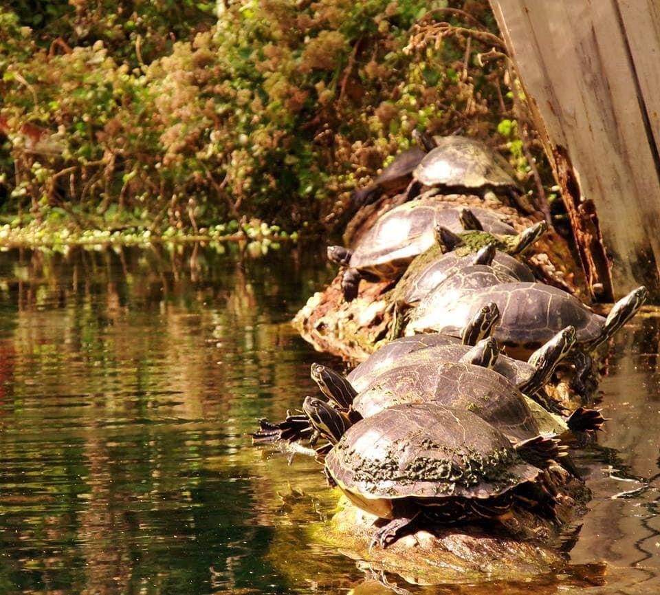 Turtles sunning themselves on a log in a murky pond, with green foliage in the background.