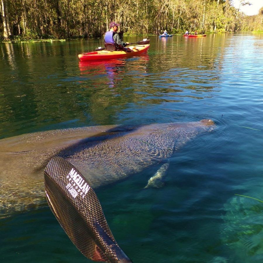 Manatee swims near kayak in clear water; kayakers paddle in the distance.