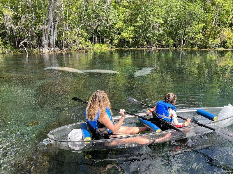 Two people kayak, viewing manatees underwater in clear spring water. Forest in the background.