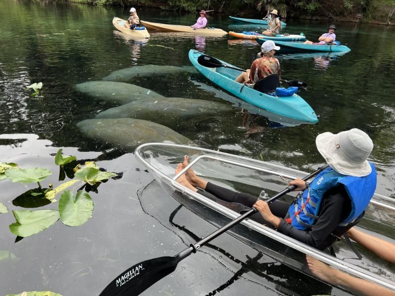 Kayakers observing manatees in a clear kayak, other kayaks nearby on dark water.