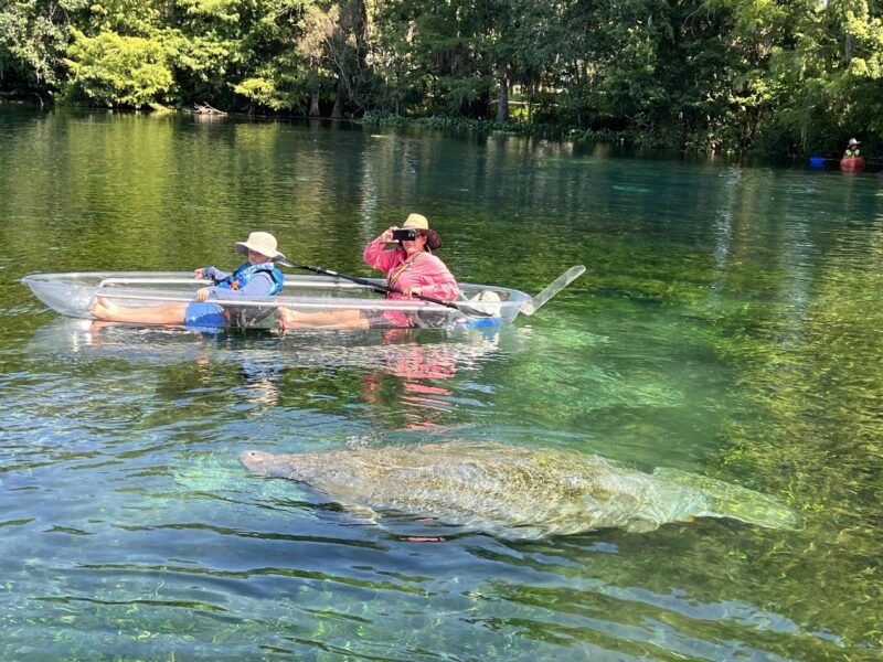 Two people row a clear boat near a manatee in clear, turquoise water. Trees and sky in background.