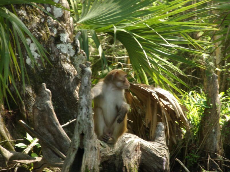 Monkey sitting on a tree trunk, brown fur, green foliage in the background.
