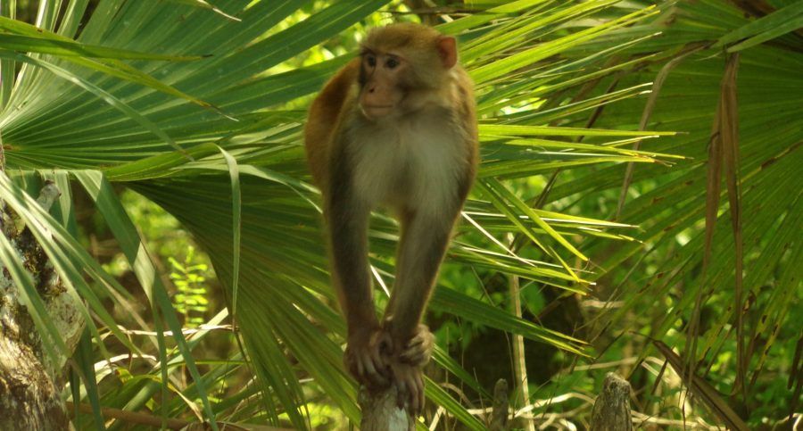 Monkey perched on a wooden post with tropical foliage in the background.