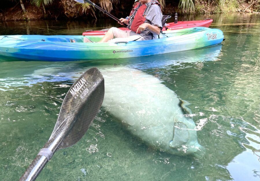 Manatee swims near kayakers in clear, turquoise water. One kayaker paddles with an oar.