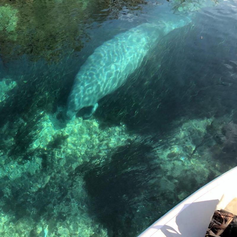 Manatee underwater in clear, turquoise water. Grazing on plants near the bottom.