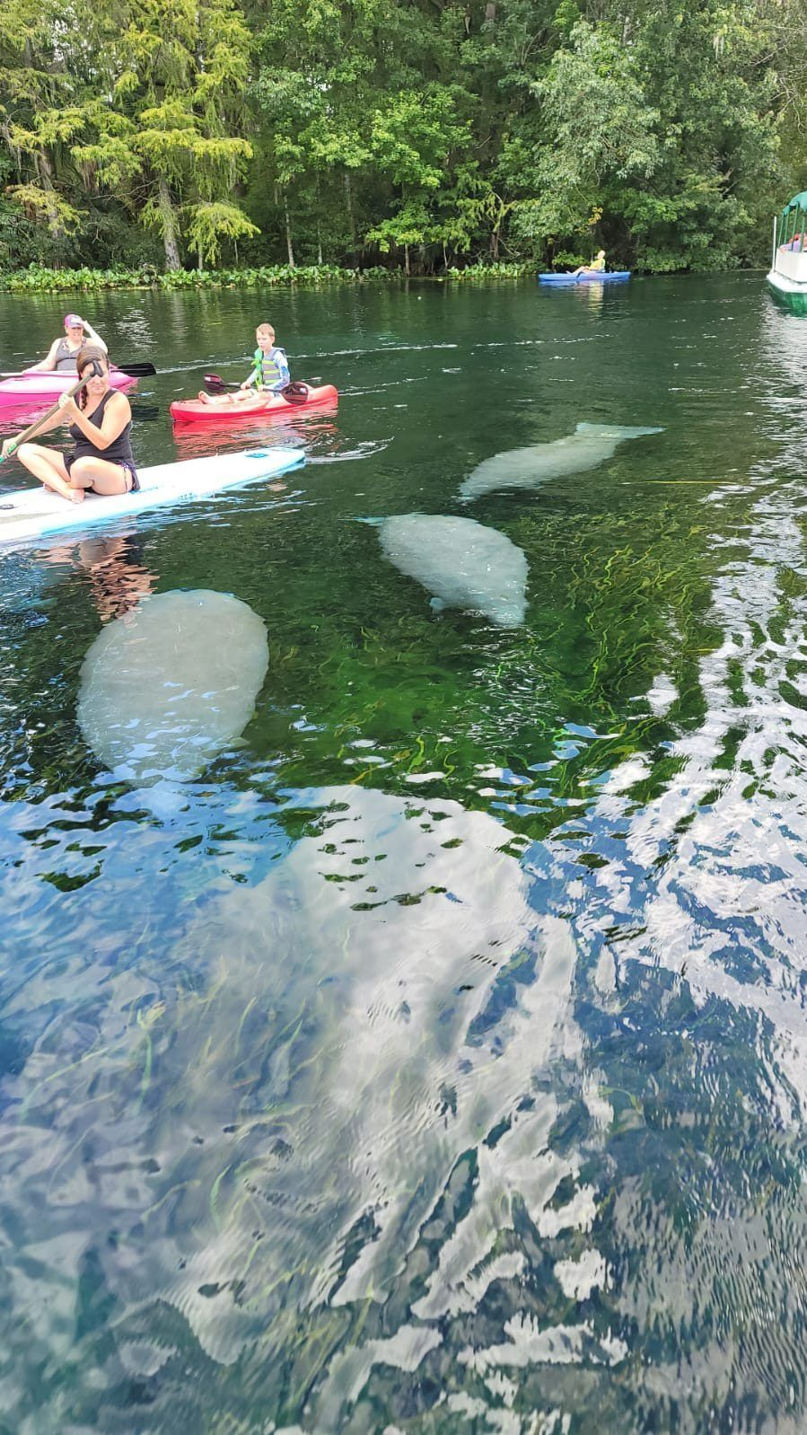 Manatees swim in clear water near paddleboards and kayaks, with people. Green plants and trees in the background.