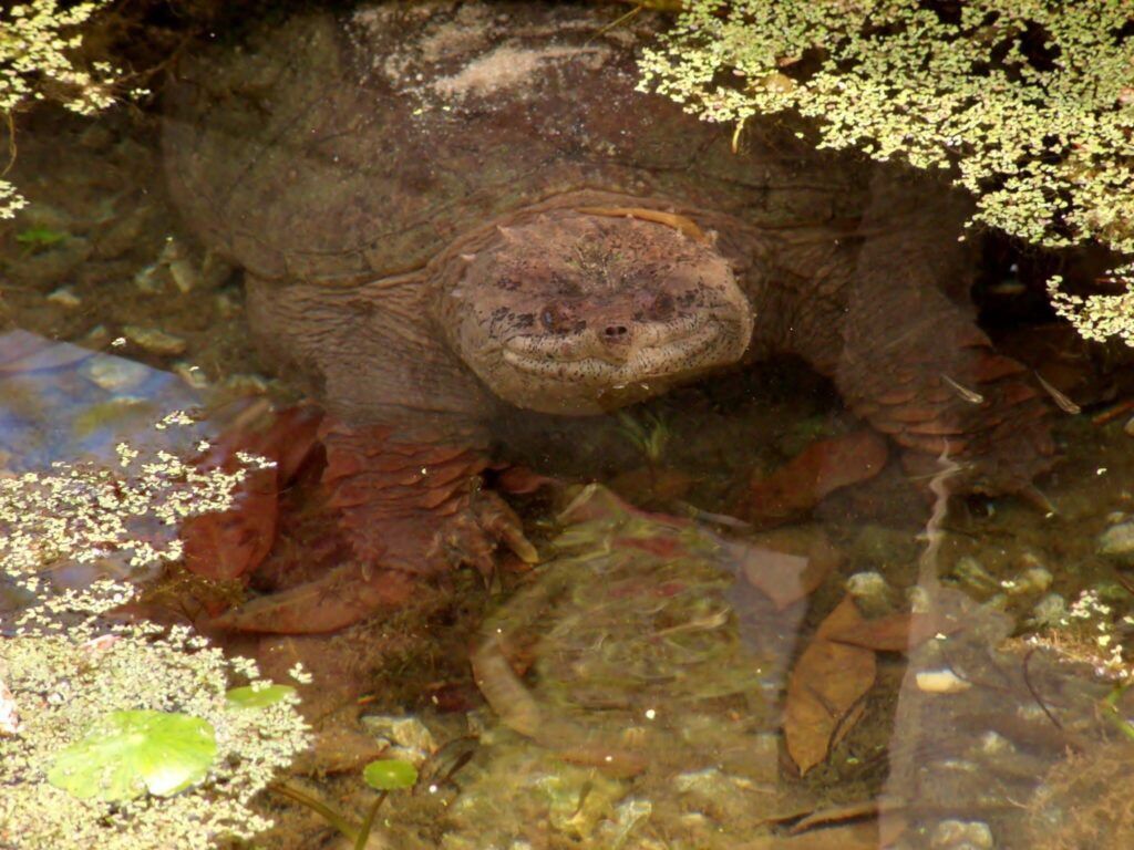 Snapping turtle in murky water, partially submerged, surrounded by leaves and algae.
