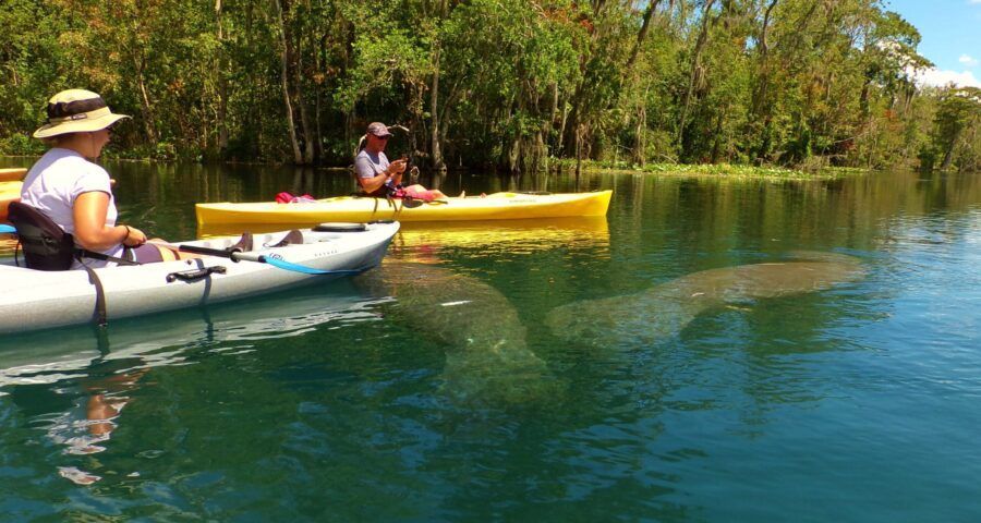 Kayakers on clear water, near manatees. Trees line the shore. Bright sunshine.