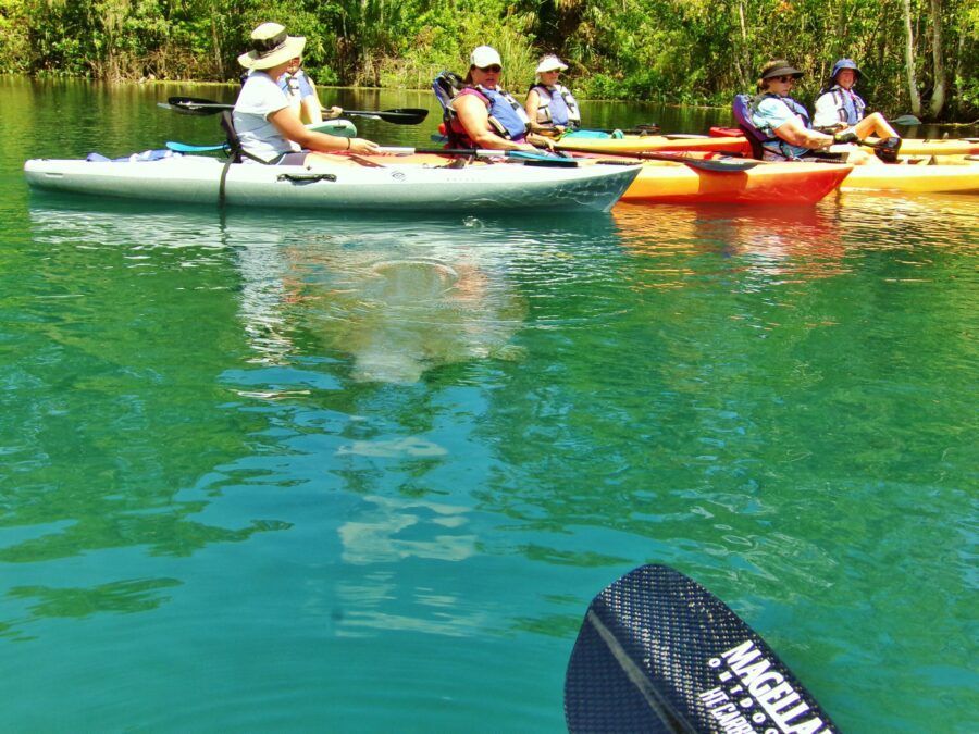 Kayakers on a turquoise river, paddling towards the lush green bank under the sun.