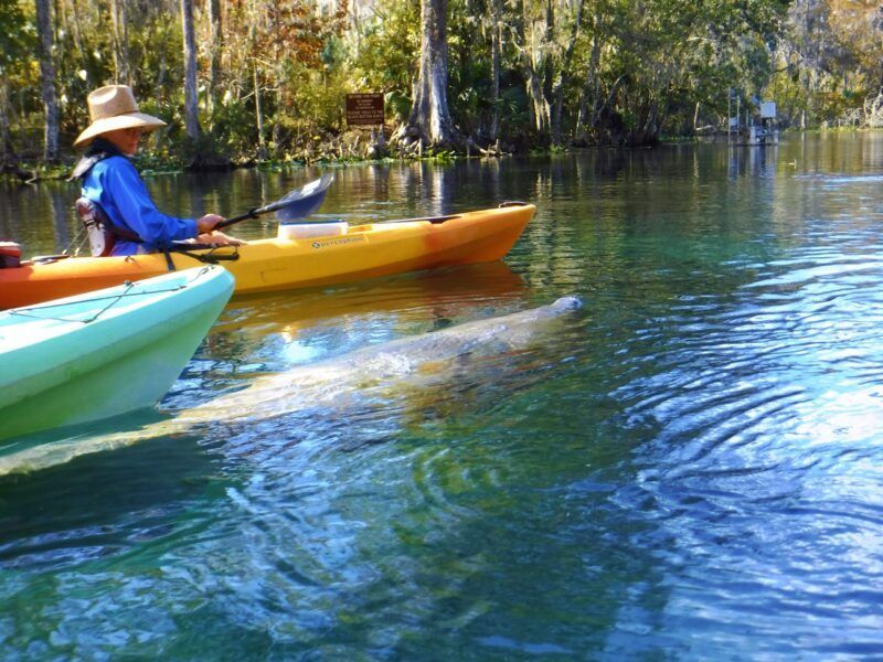 Kayakers on clear water, near a manatee. Person in blue paddles a yellow kayak. Trees line the shore.