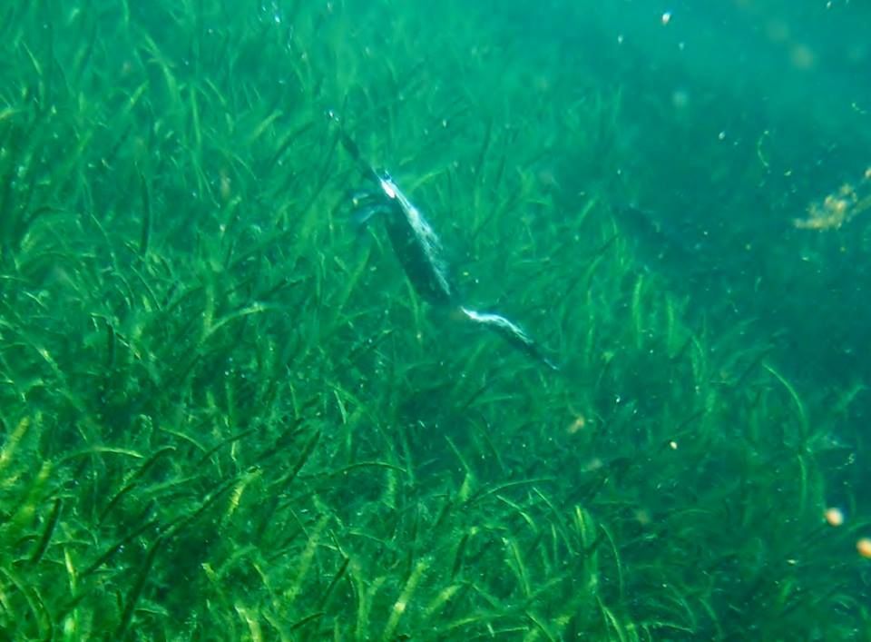 Underwater view of a dark bird swimming near green seagrass.