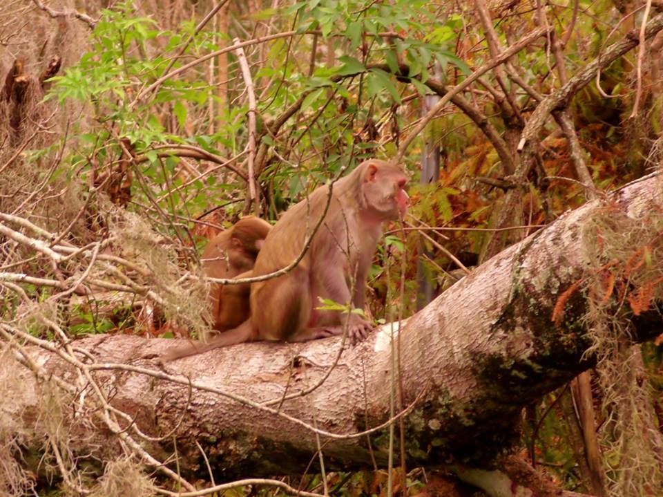 Monkeys perched on a fallen tree branch in a forest, with vegetation in the background.