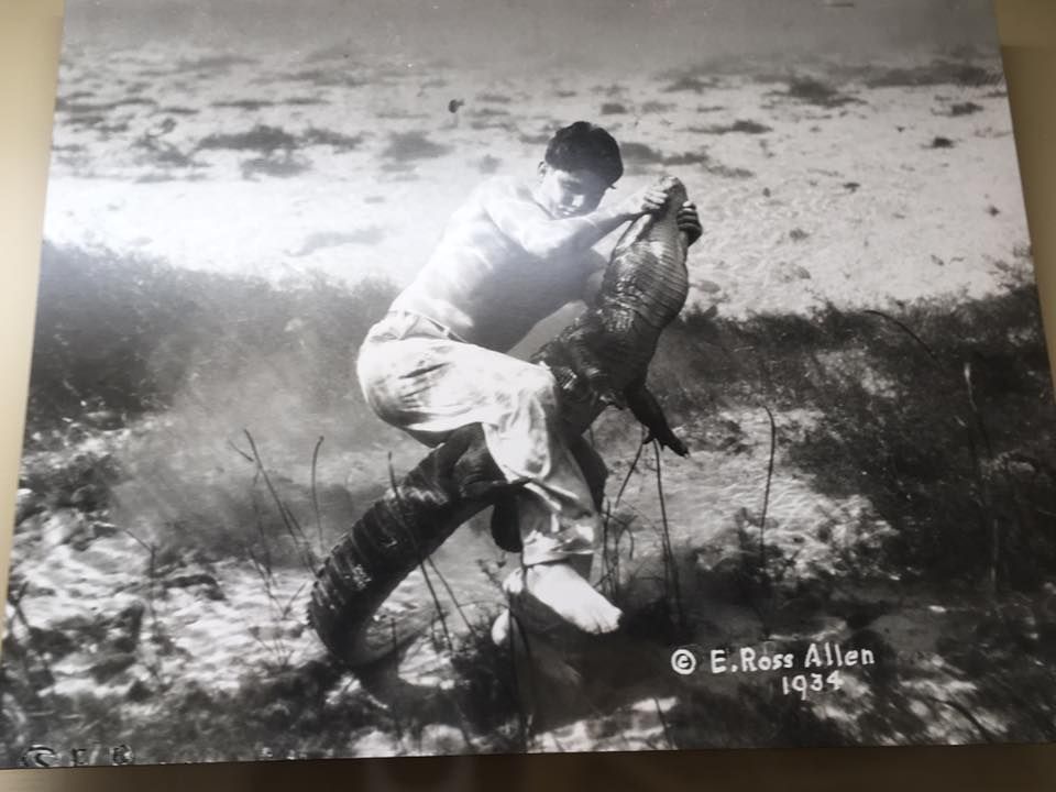 Man wrestling an alligator in shallow water, 1934.