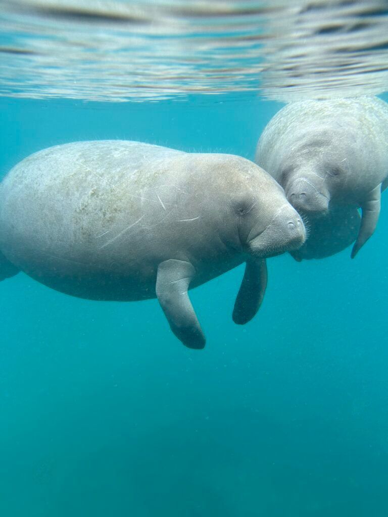 Two manatees swimming underwater in turquoise water.