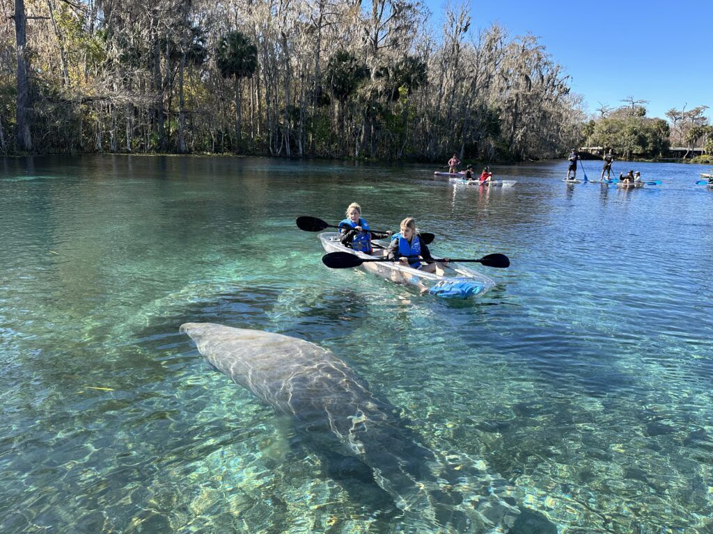 Kayakers and manatee in clear, blue-green water. Forest backdrop. Sunny day.