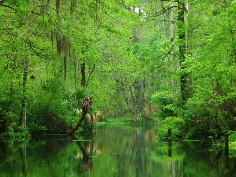 Lush green swamp scene with a dark reflective waterway surrounded by trees and vegetation.