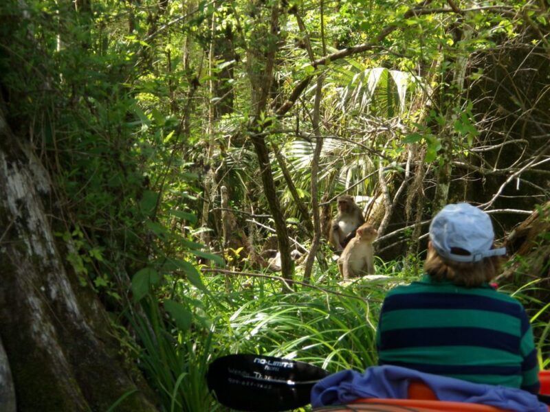 Person kayaking, viewing monkeys in a lush, green forest.