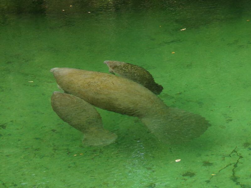 Three manatees swimming in green-tinted water.