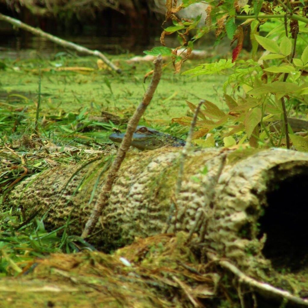 Alligator peers from log near water and green plants.