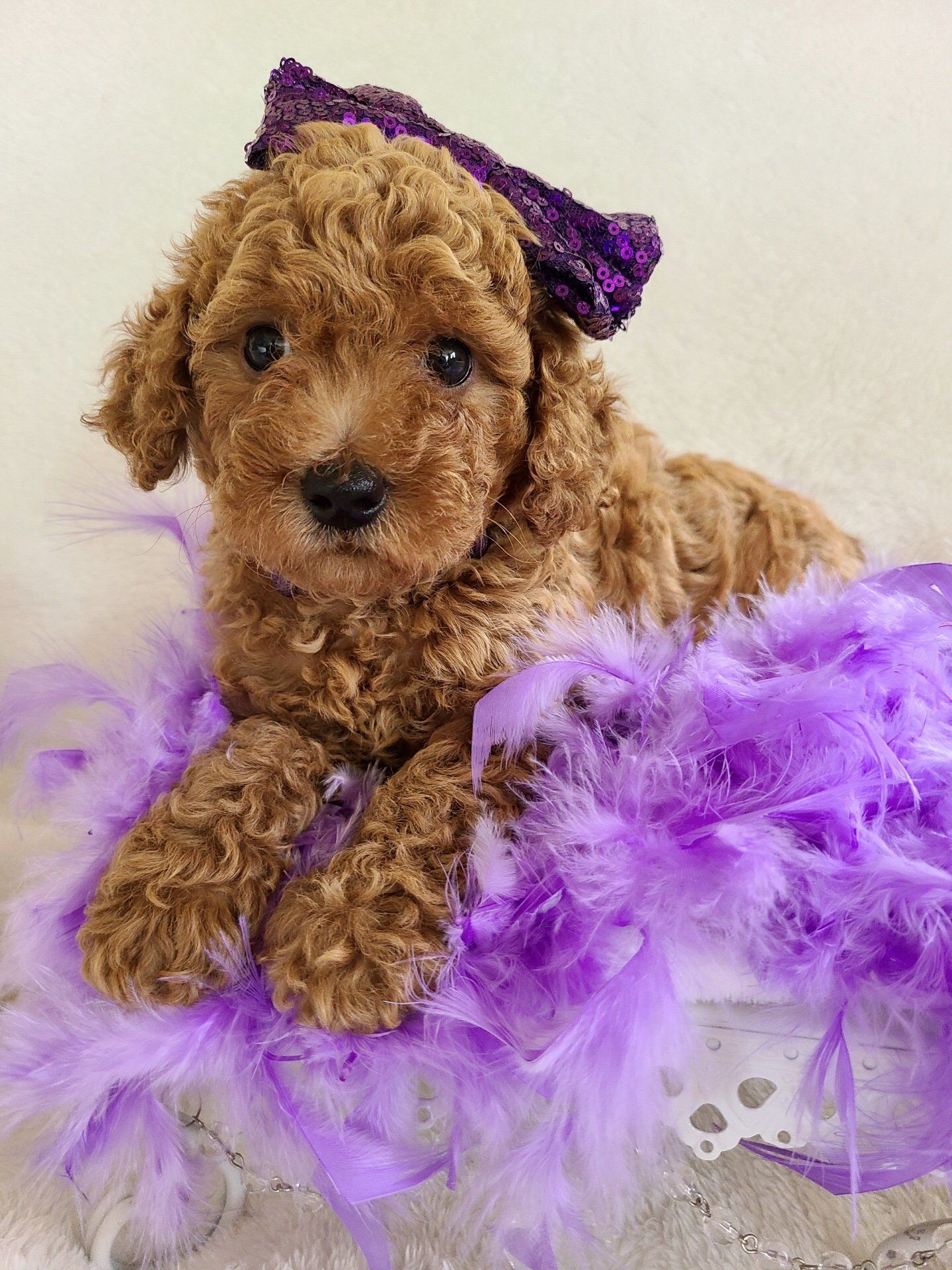 Standard Goldendoodle puppies for sale Texas kennel