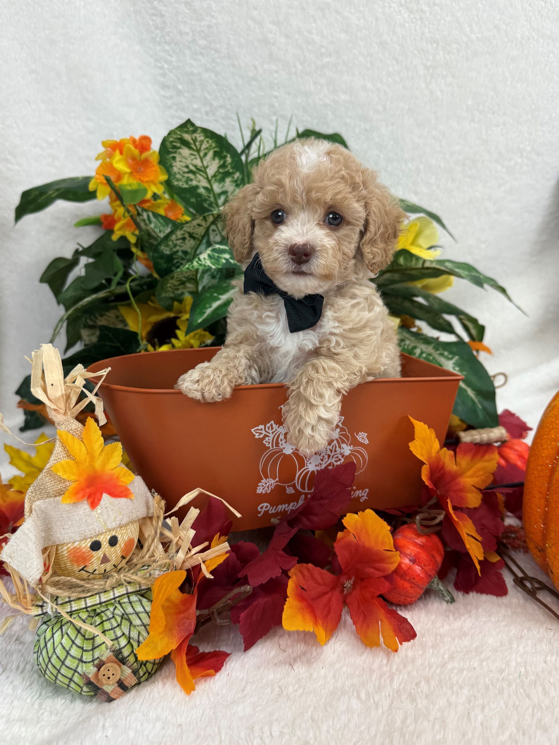 Bernedoodle puppies for sale in Texas with health guarantee