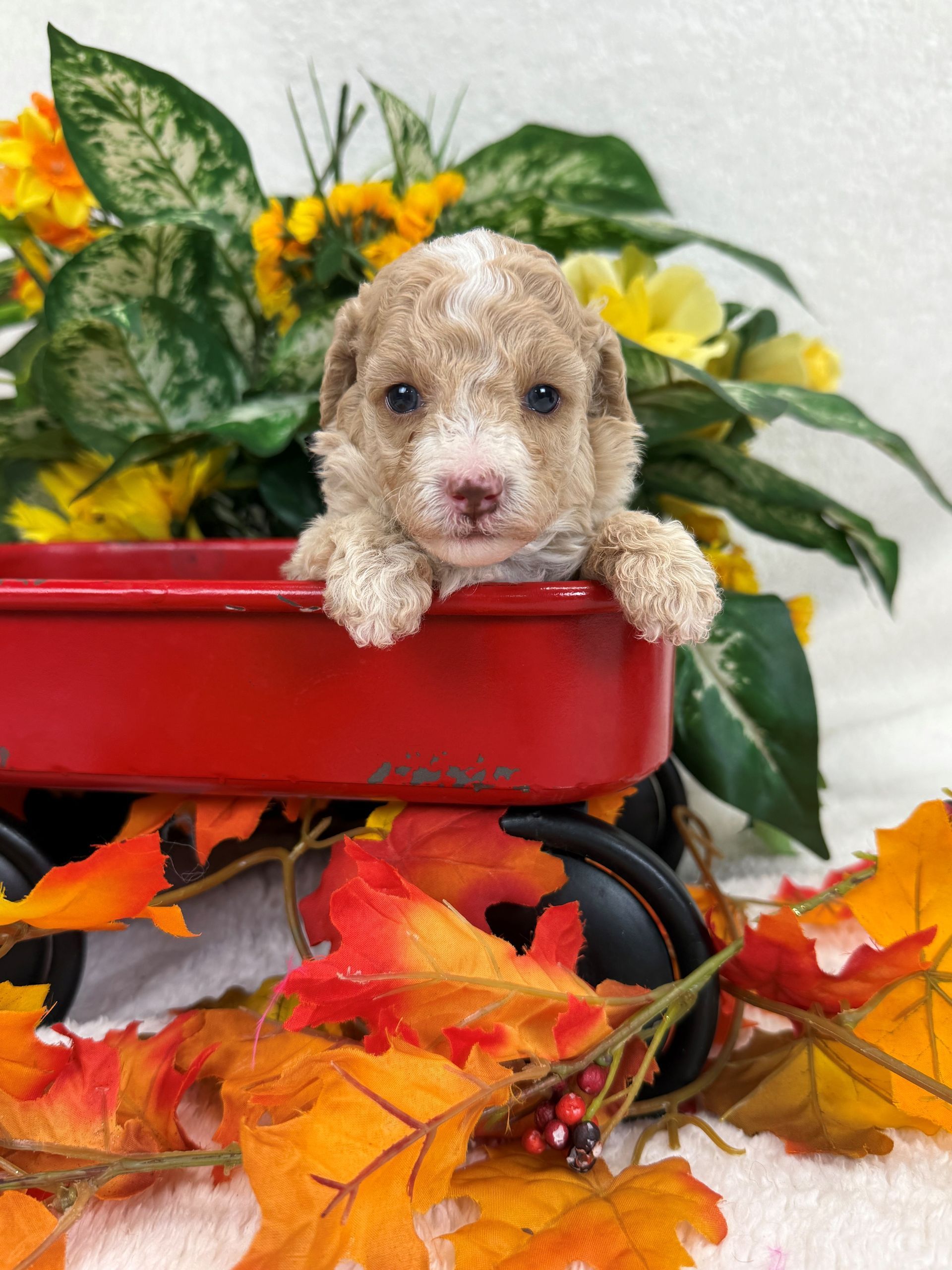 Bernedoodle puppies for sale in Texas with health guarantee