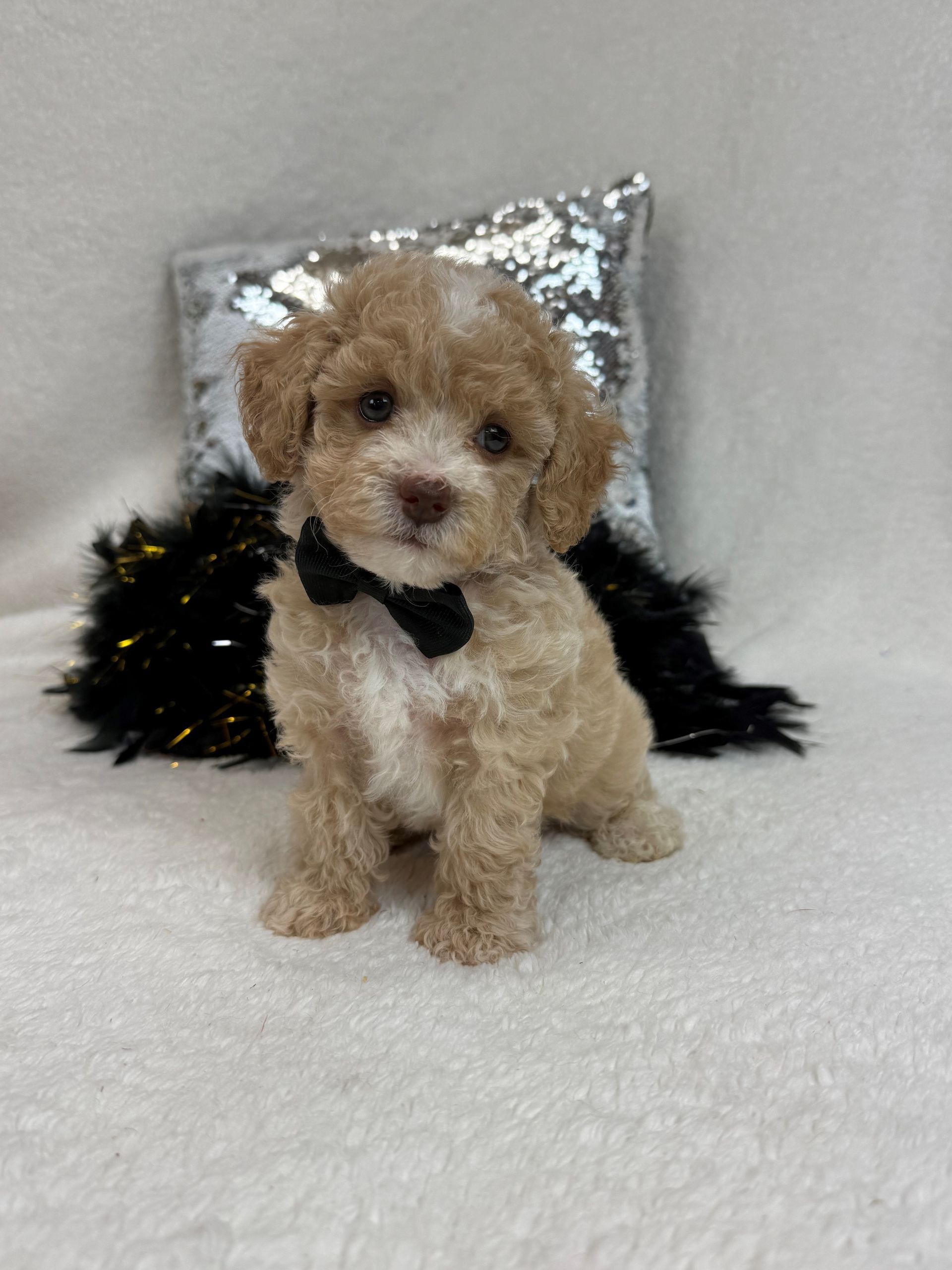 Texas Bernedoodle breeder specializing in family-raised pups