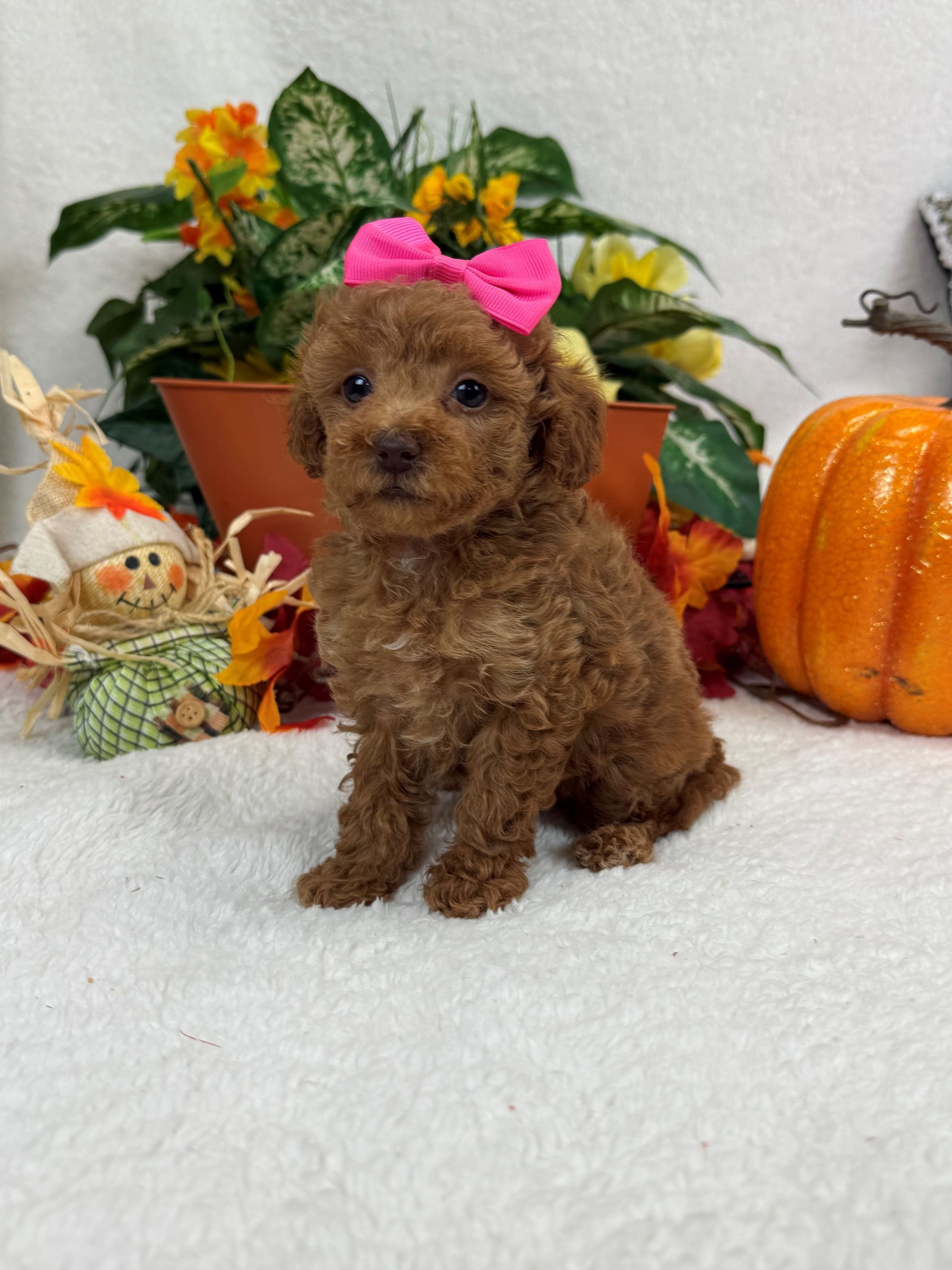 Adorable Bernedoodle puppies for sale in Texas ready now