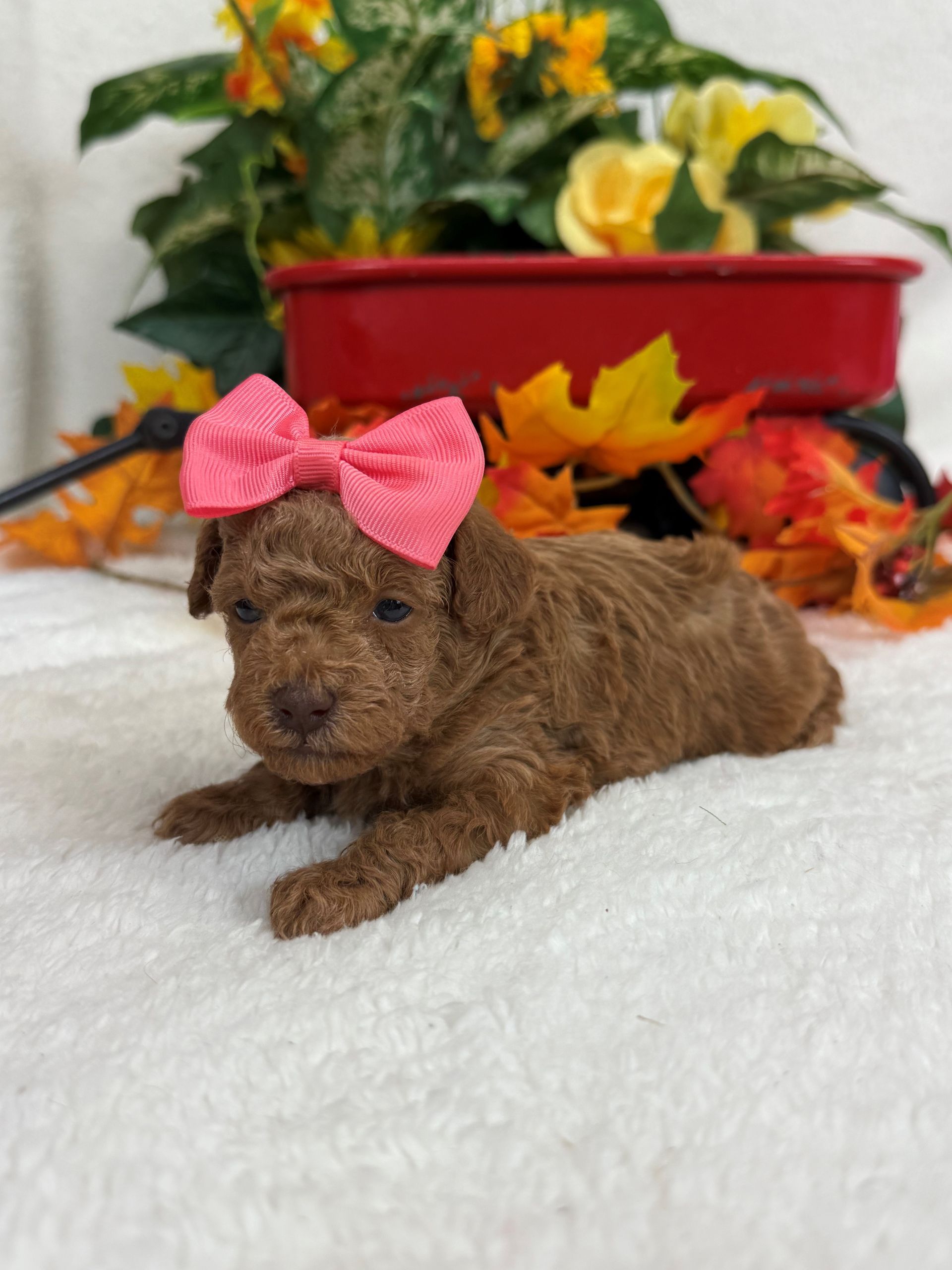 Adorable Bernedoodle puppies for sale in Texas ready now