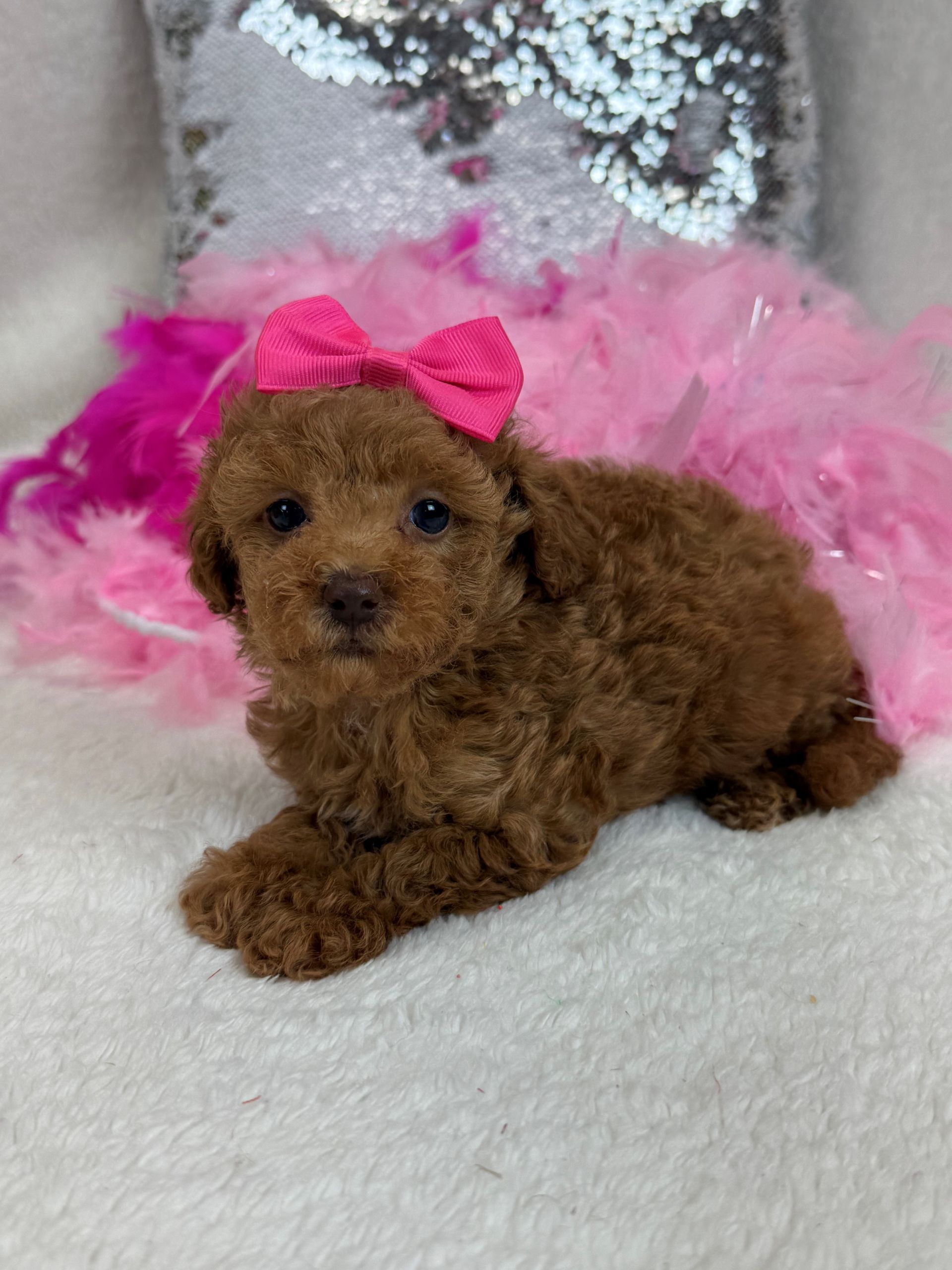 Mini Bernedoodle puppies for sale Houston Texas