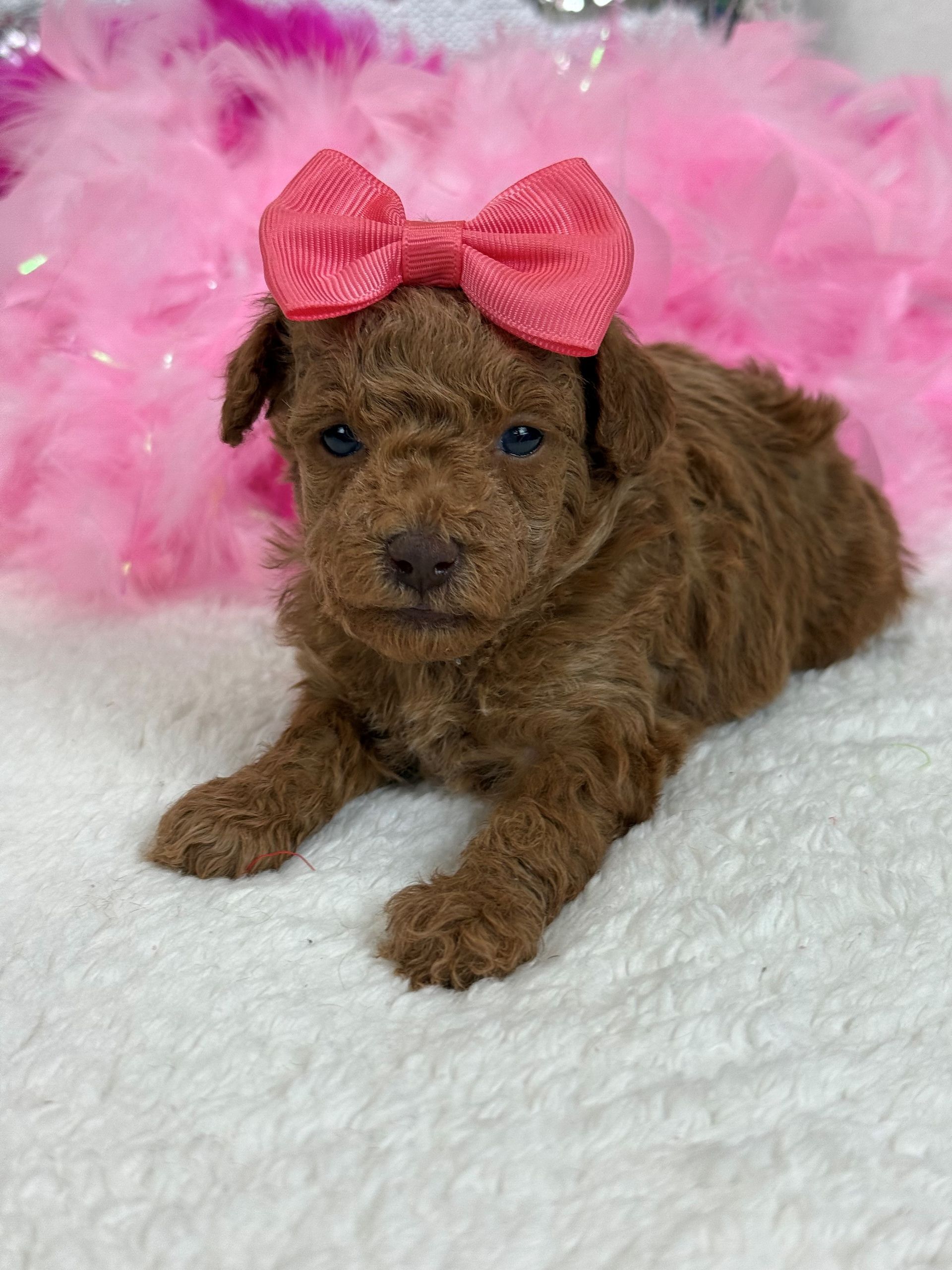 Mini Bernedoodle puppies for sale Houston Texas
