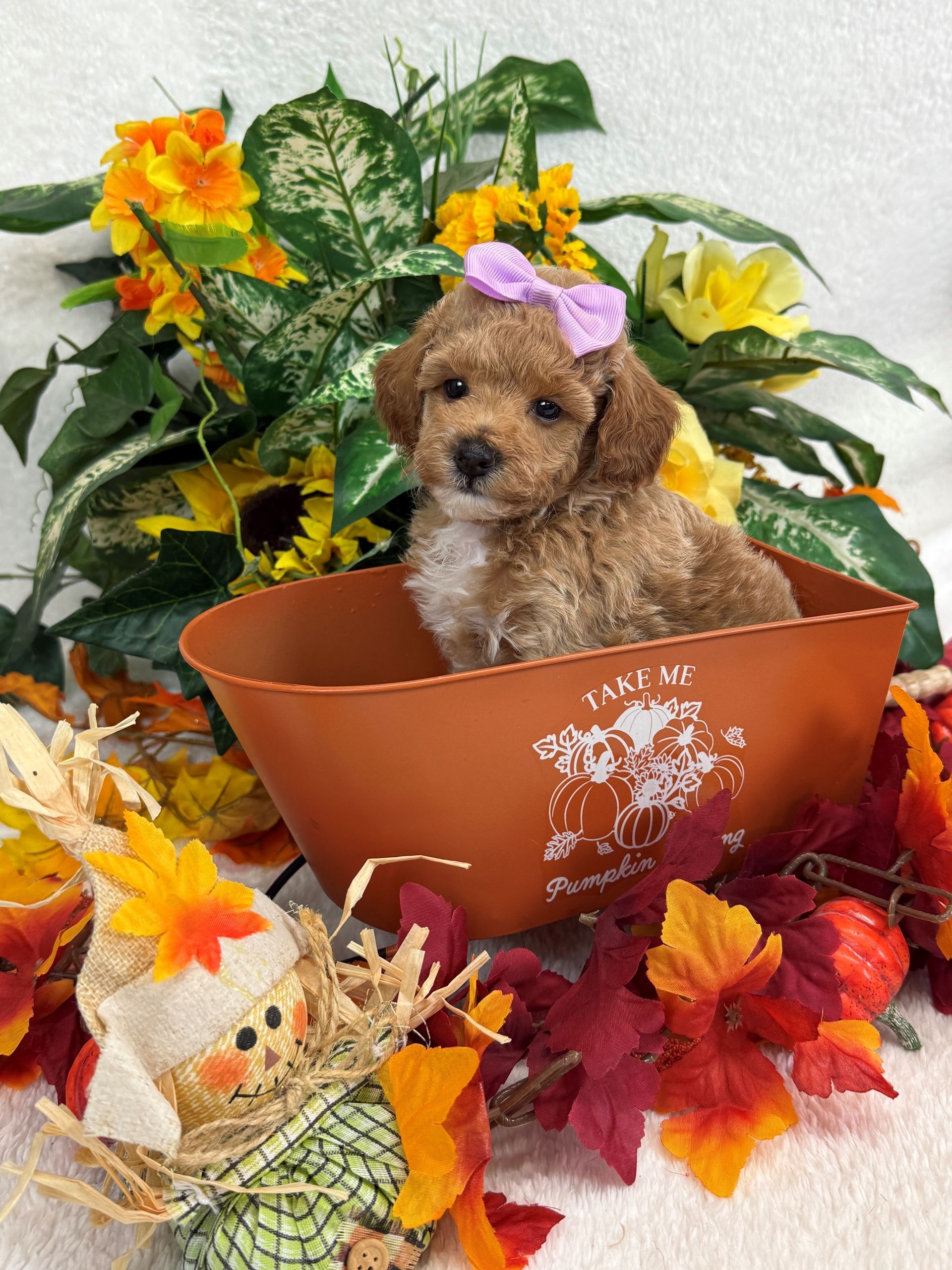 Standard Bernedoodle puppies for sale near Dallas Texas