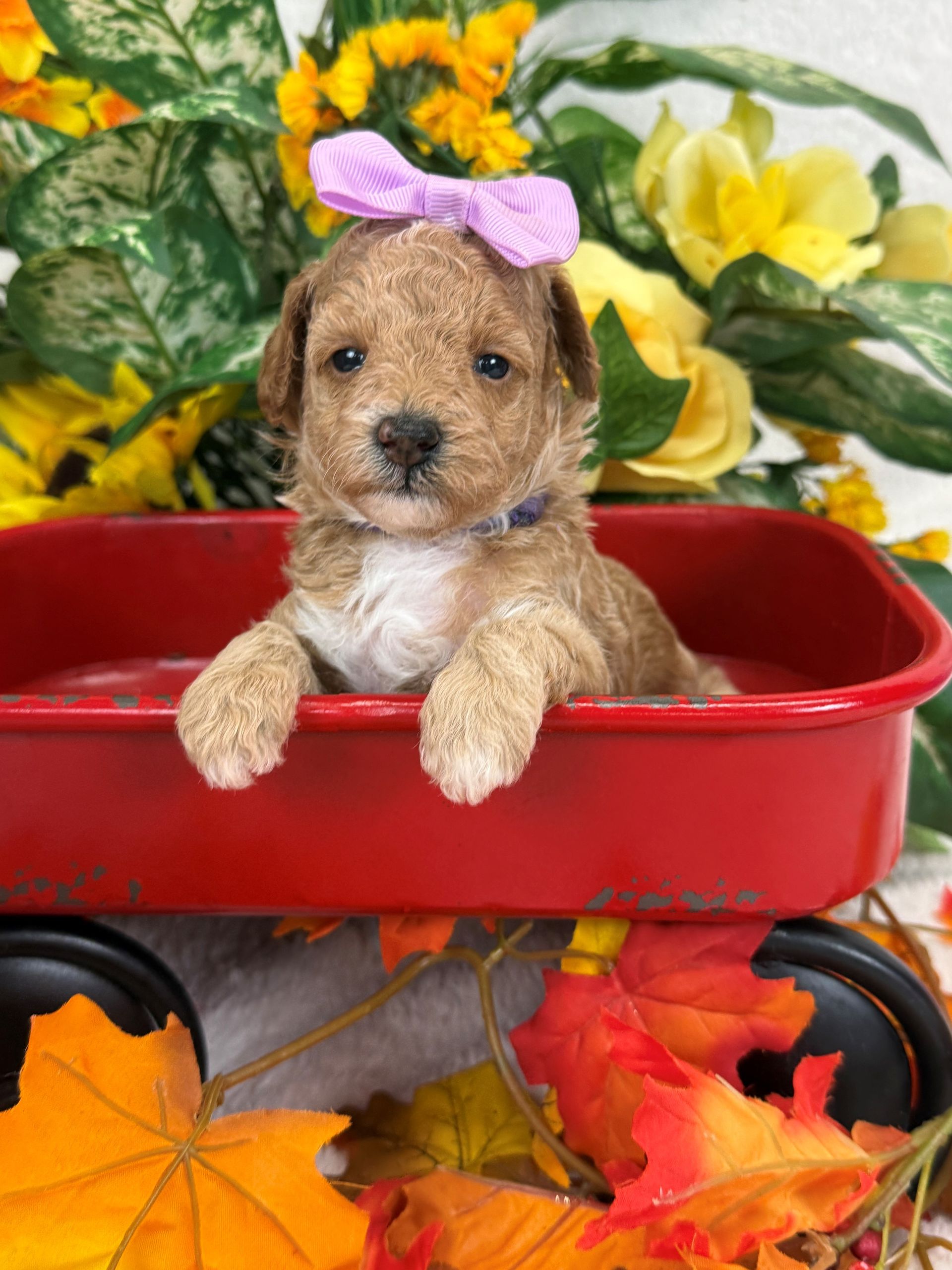 Standard Bernedoodle puppies for sale near Dallas Texas