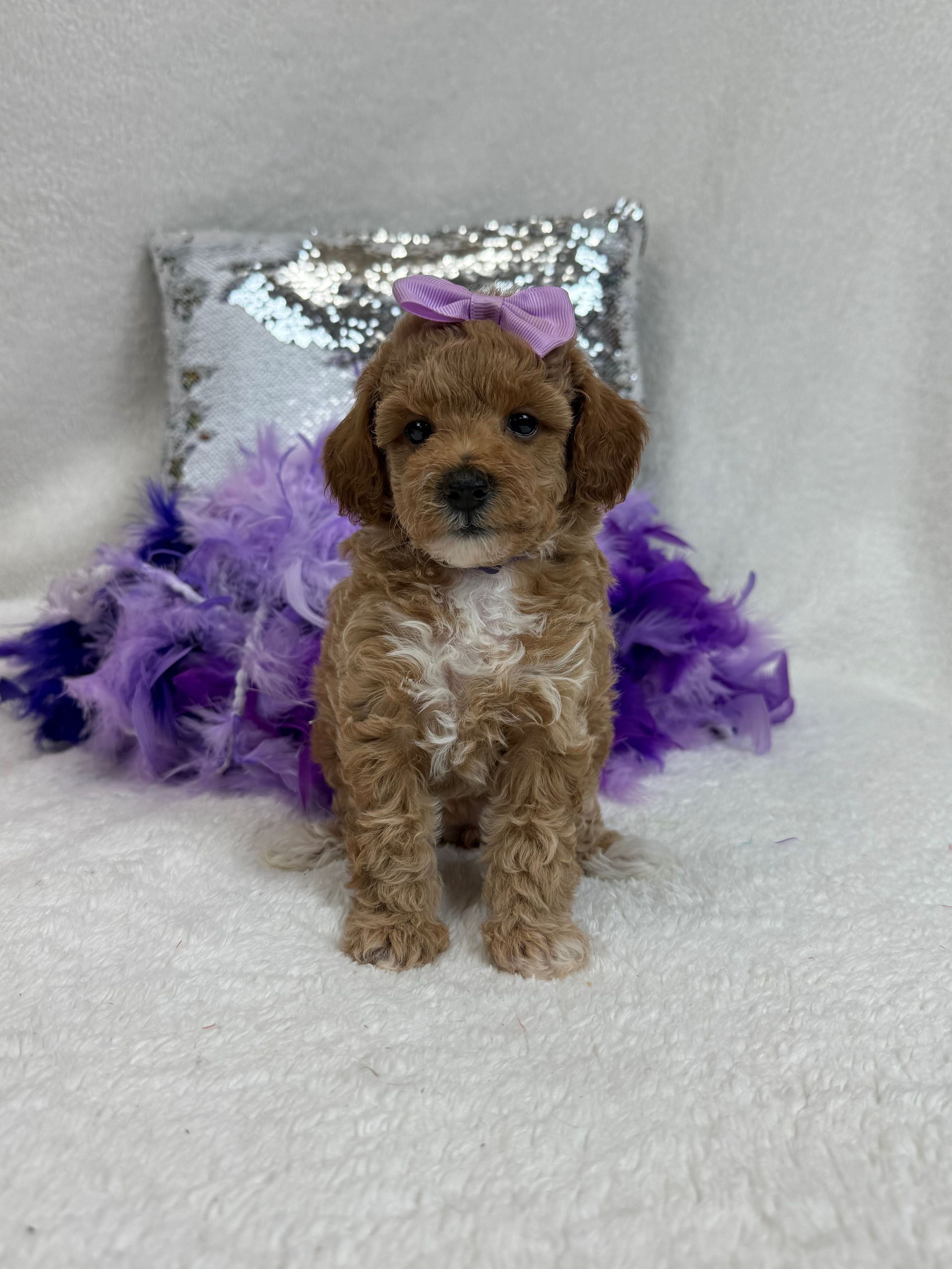 Healthy Bernedoodle puppies for sale in Texas
