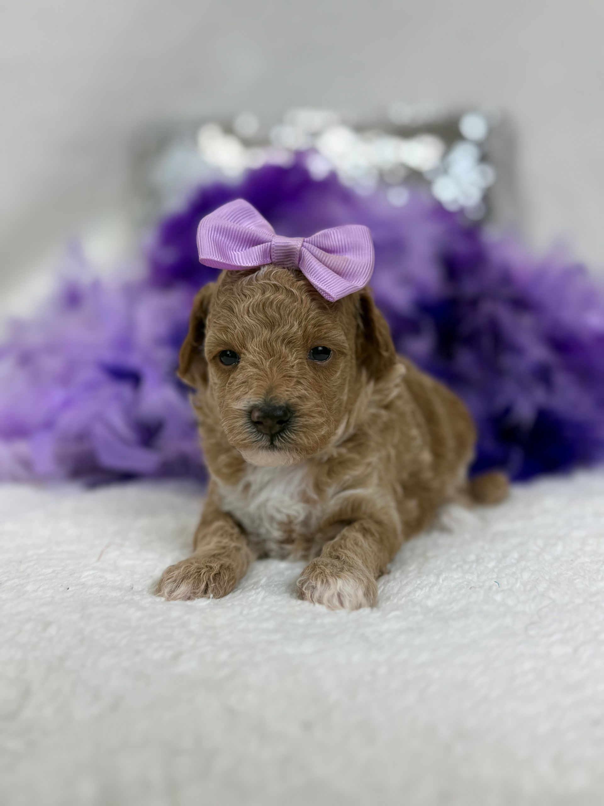 Healthy Bernedoodle puppies for sale in Texas