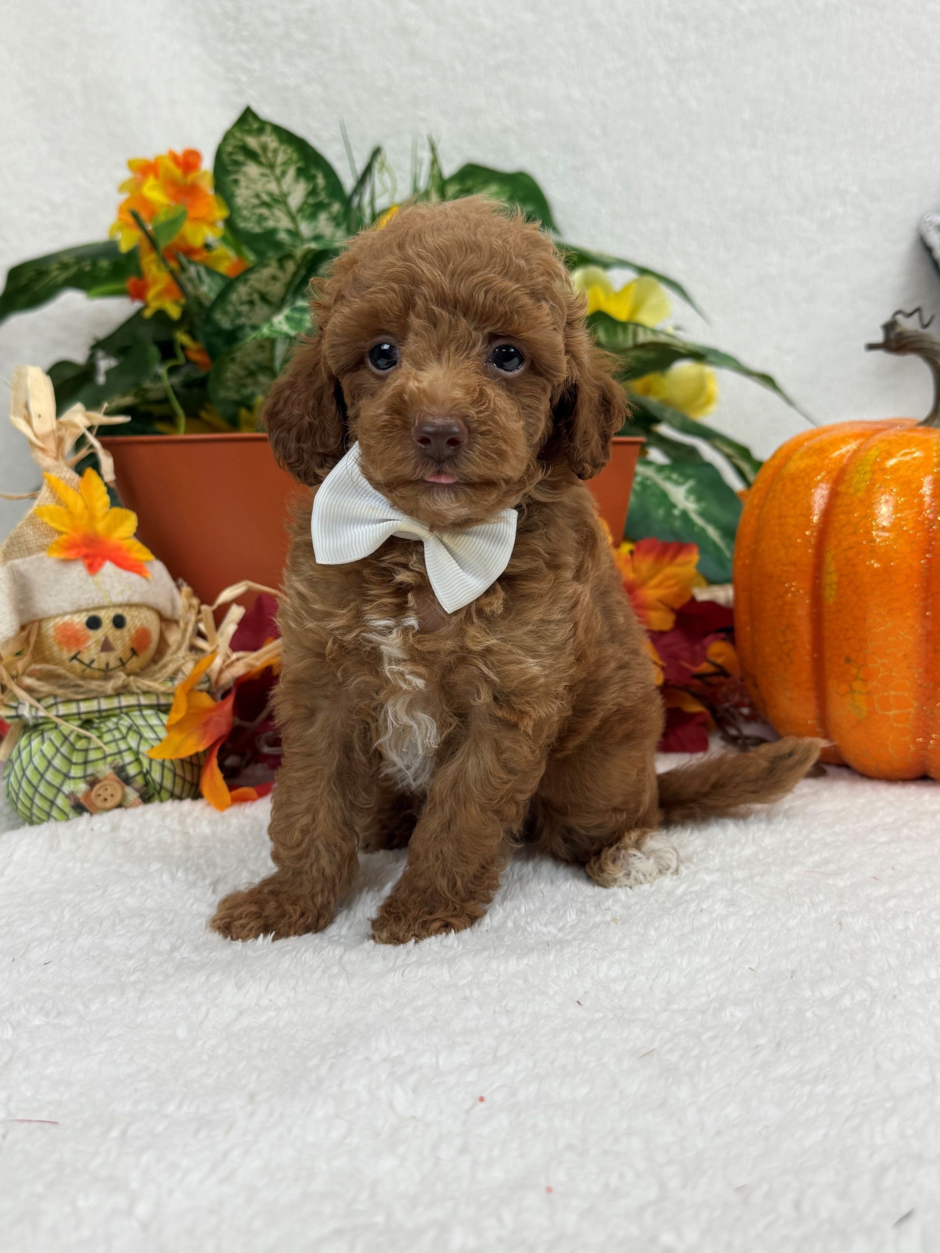 Mini Bernedoodle puppies for sale San Antonio Texas