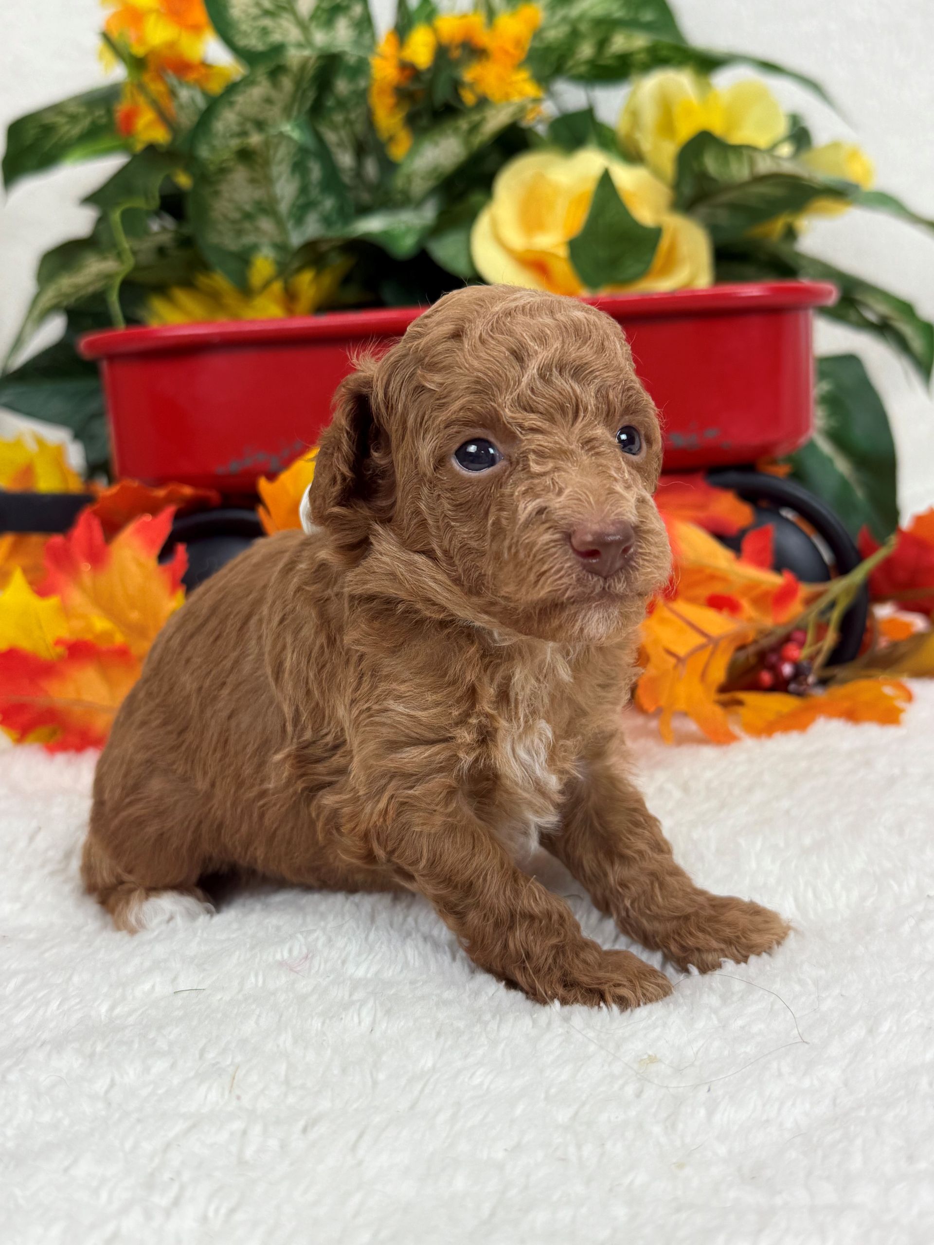 Mini Bernedoodle puppies for sale San Antonio Texas