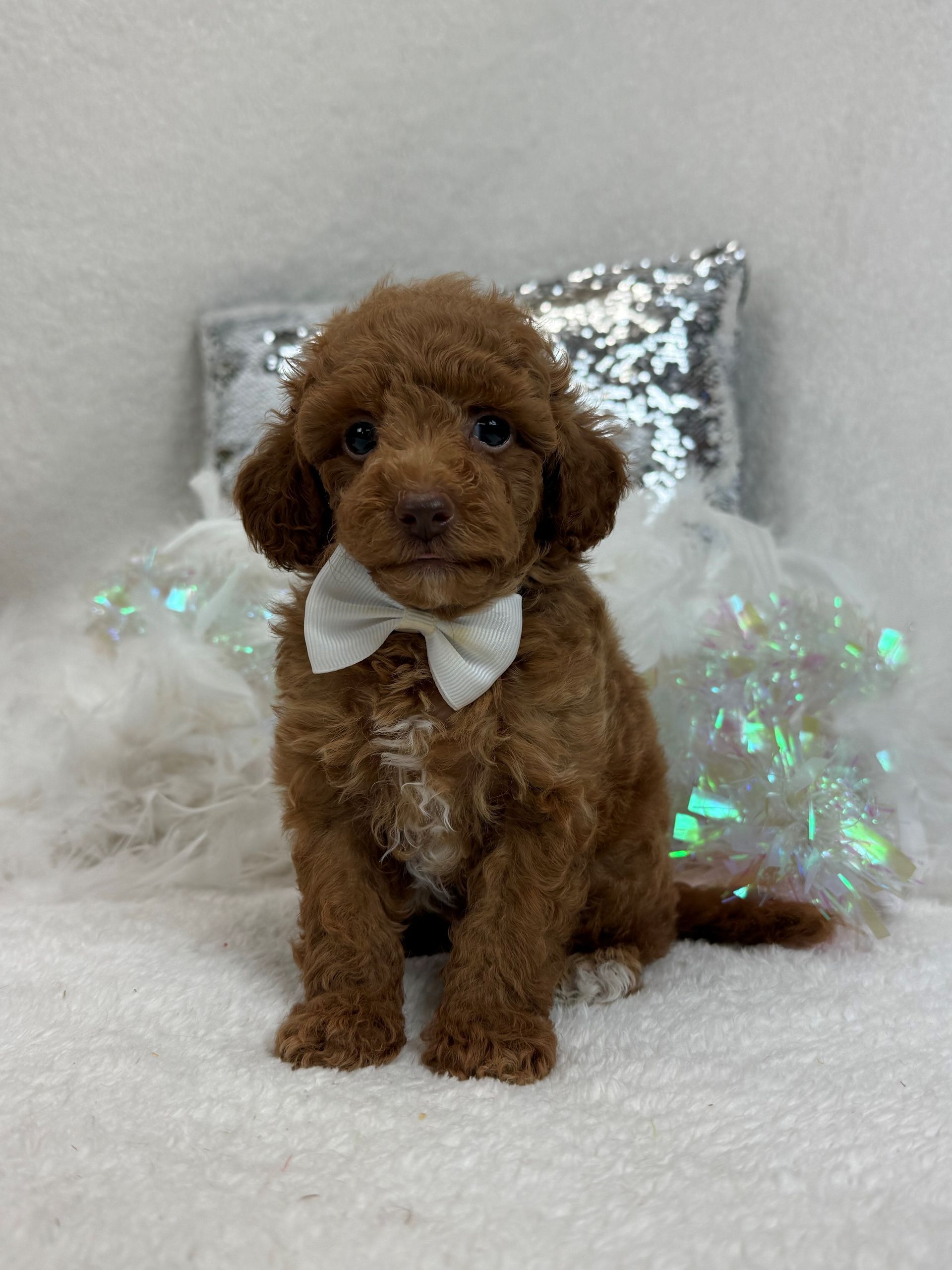 Bernedoodle puppies for sale Austin Texas breeder listings