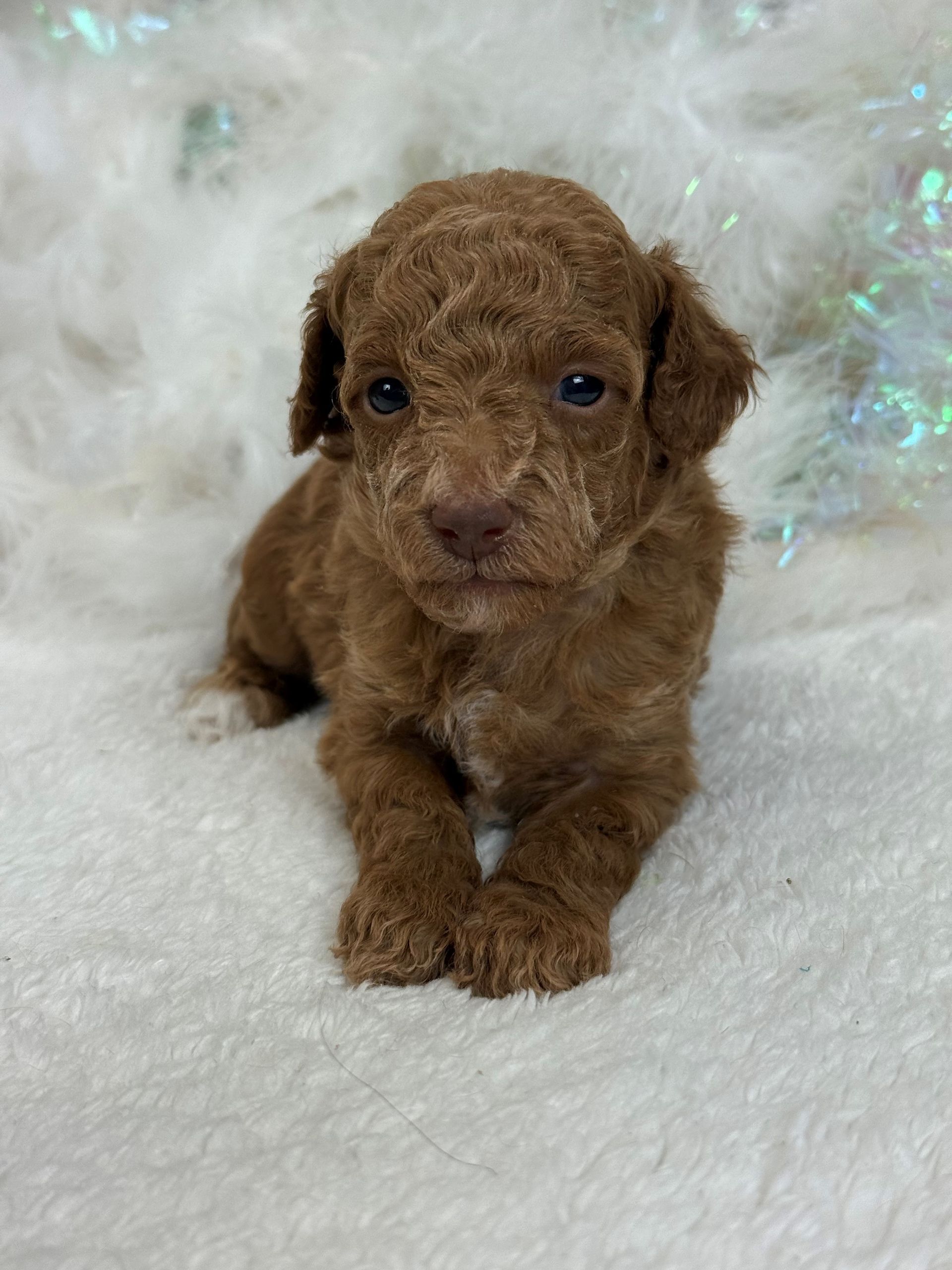 Bernedoodle puppies for sale Austin Texas breeder listings