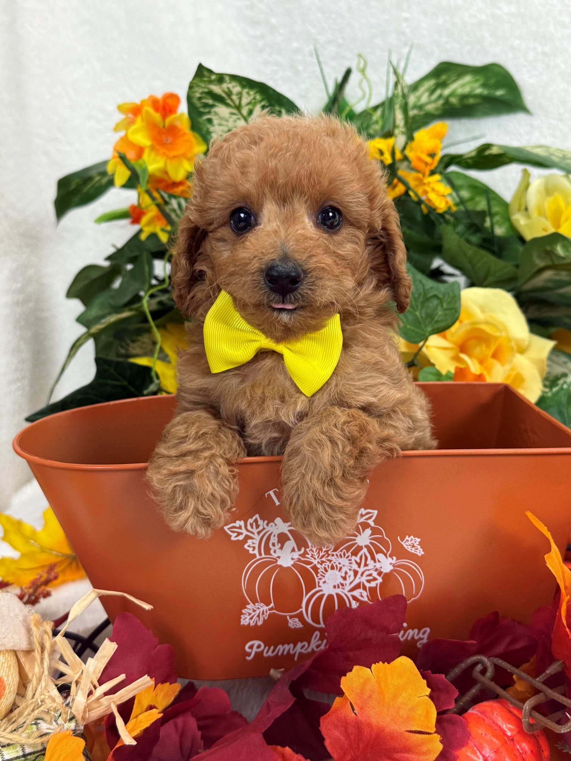 Reputable Texas Bernedoodle breeder with available puppies