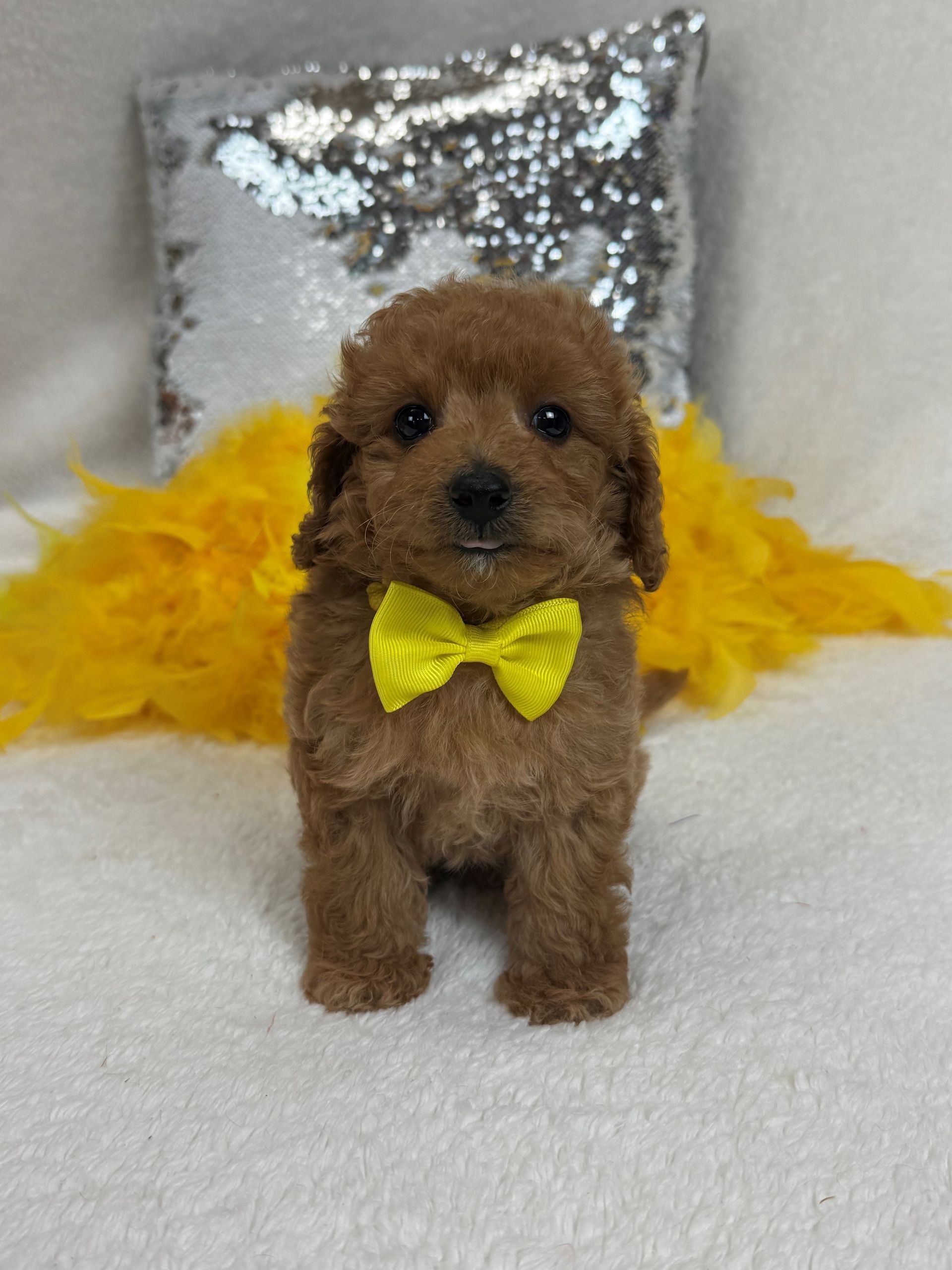 Texas Bernedoodle breeder with F1 and F1b litters