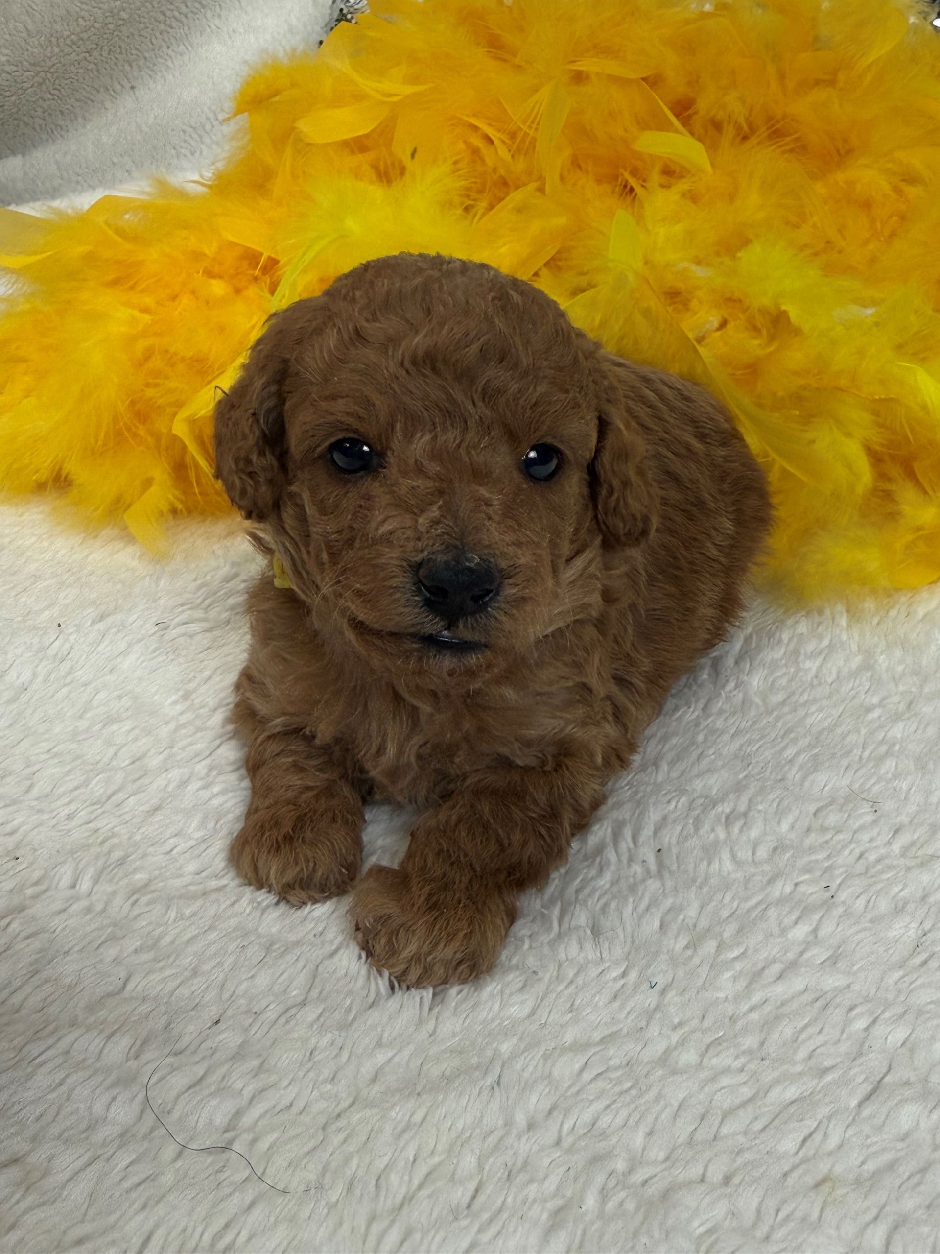 Texas Bernedoodle breeder with F1 and F1b litters