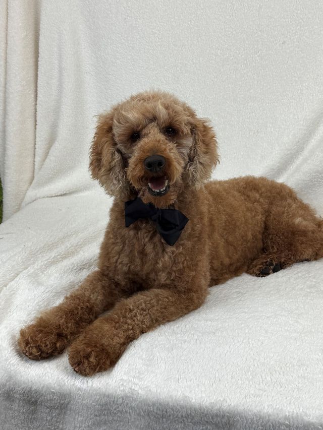 micro poodle adult