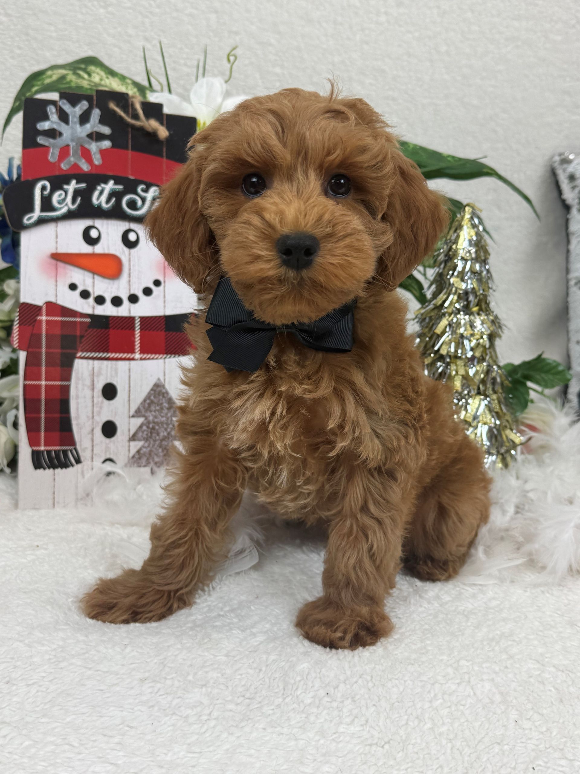 Goldendoodle puppies for sale Fort Worth Texas breeder listings