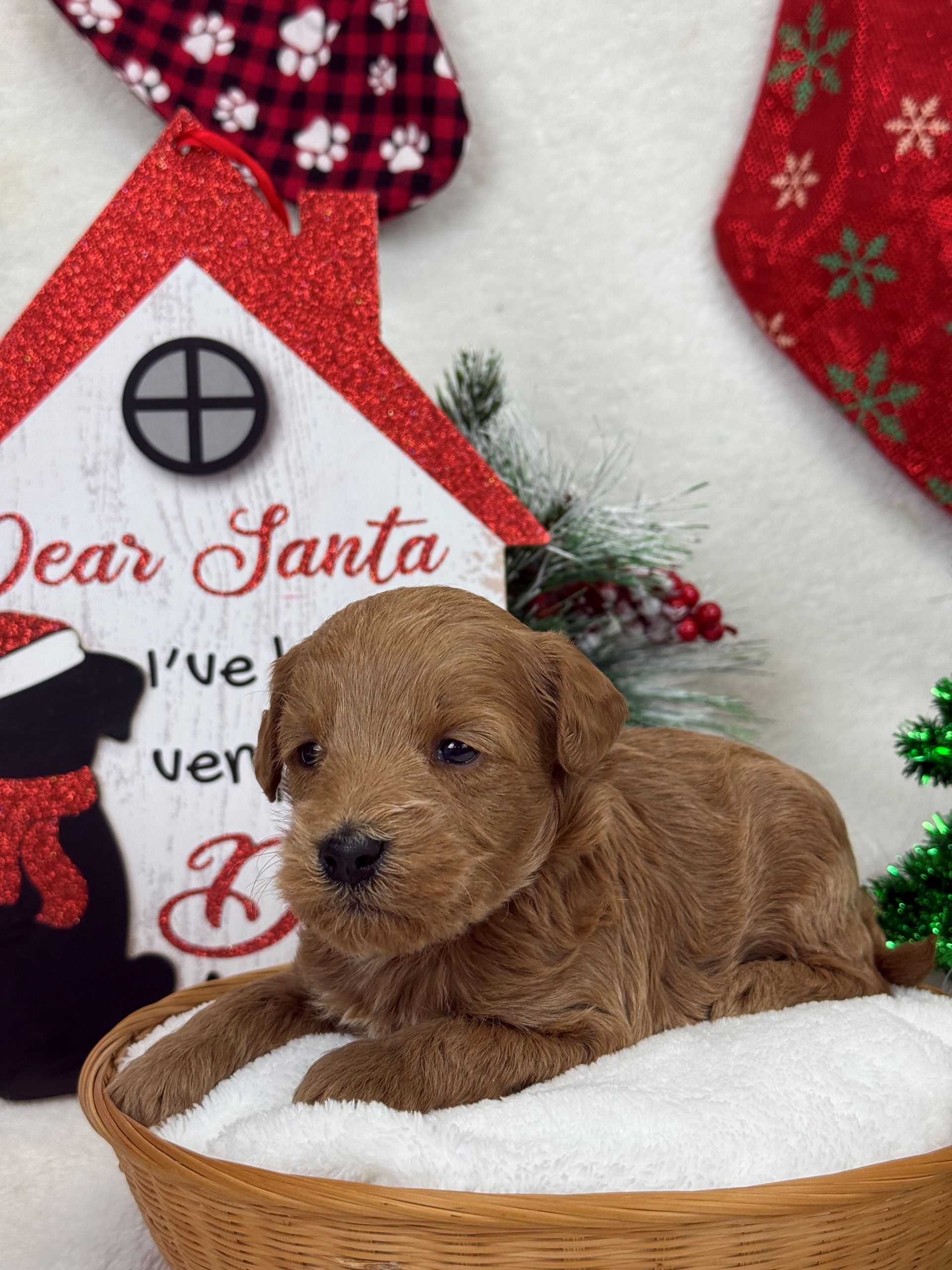 Goldendoodle puppies for sale Fort Worth Texas breeder listings