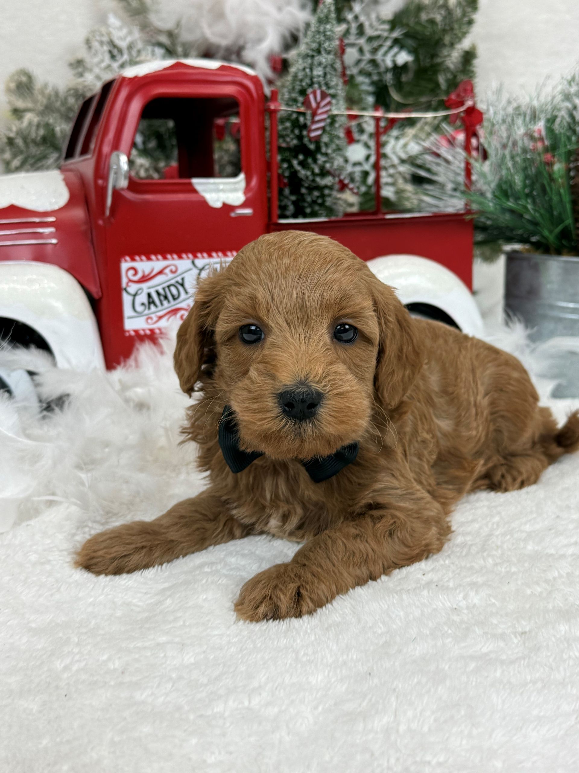 Goldendoodle puppies for sale Fort Worth Texas breeder listings