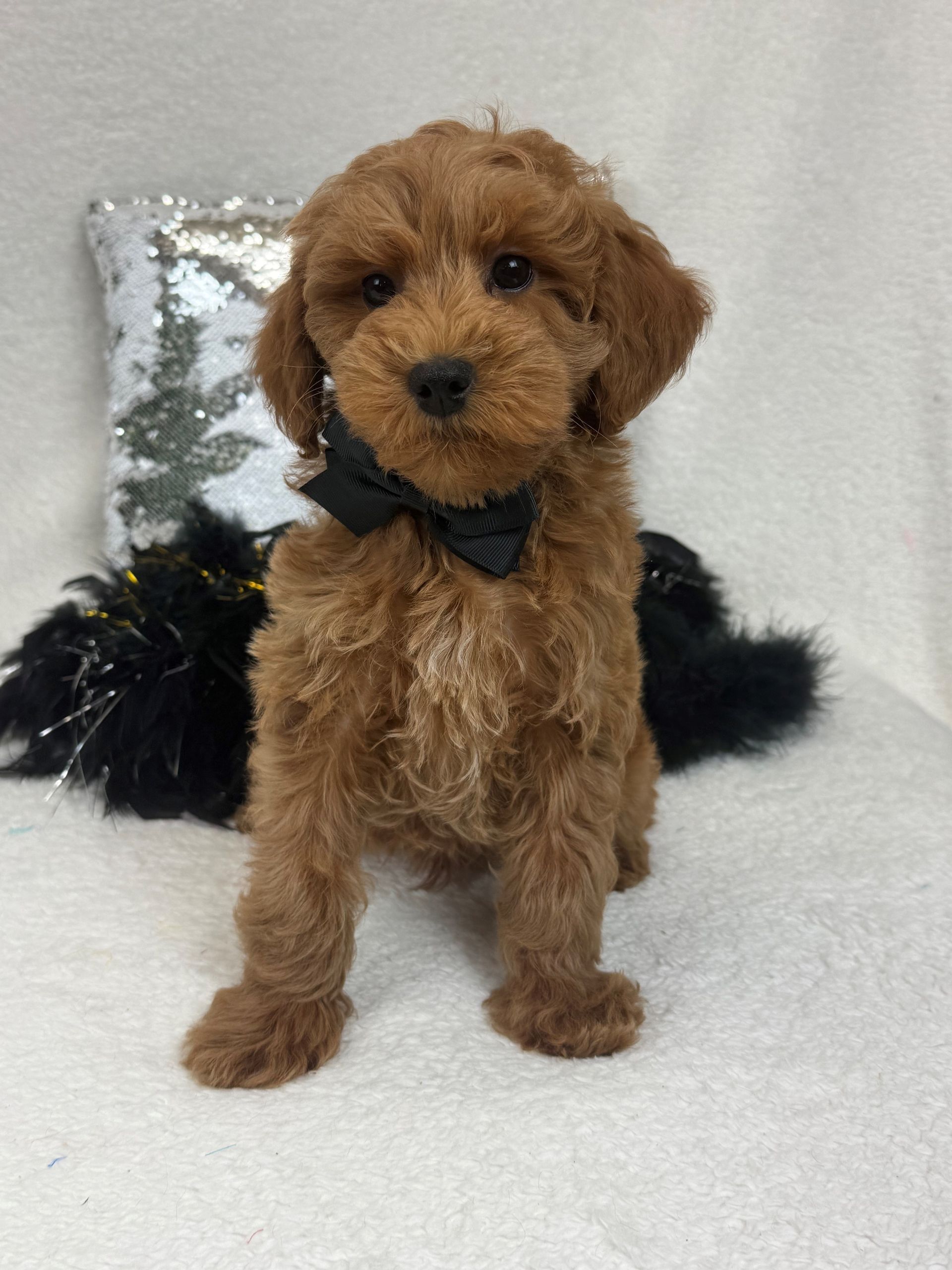 Mini Goldendoodle puppies for sale near San Antonio Texas